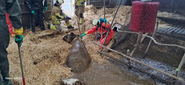 Brandweer redt koeien uit mestput