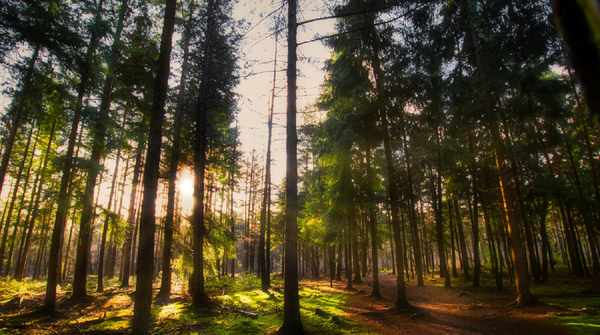 Foto van een Nederlands bos, decoratief