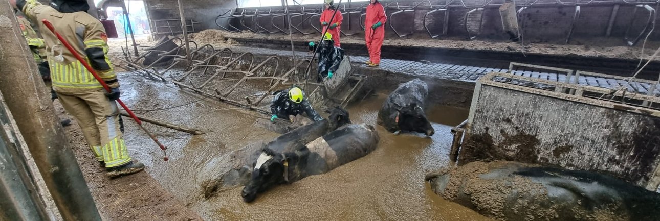 Brandweer redt koeien uit mestput