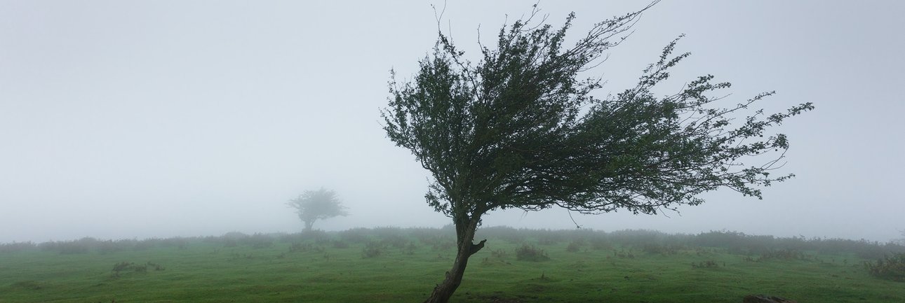Bomen in weiland die naar rechts waaien