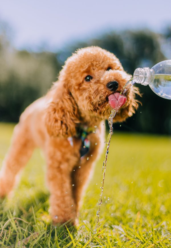 "Hondje die uit waterfles drinkt vanwege hitte"